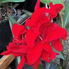 Black Knight Canna Bulbs Perennial Growing Bonsai Roots Rhizomes Corms Tubers Potted Planting Reblooming Fragrant Garden Species Blooms Flower Seeds Plant Gardening