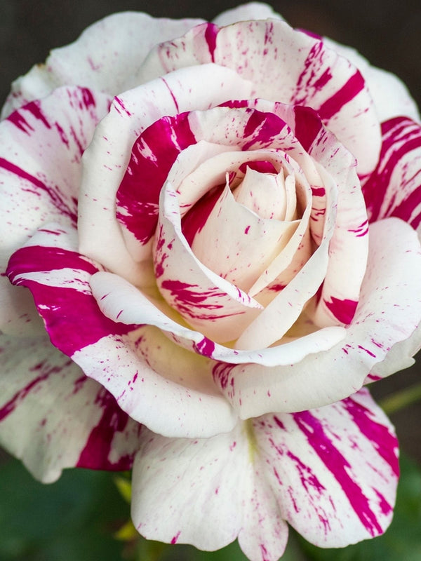Julio Rose Seedlings Flower Seeds Perennial Growing Bonsai Corms Tubers Potted Planting Reblooming Fragrant Garden Roots Rhizomes Species Blooms Plant Bulbs Gardening Tree