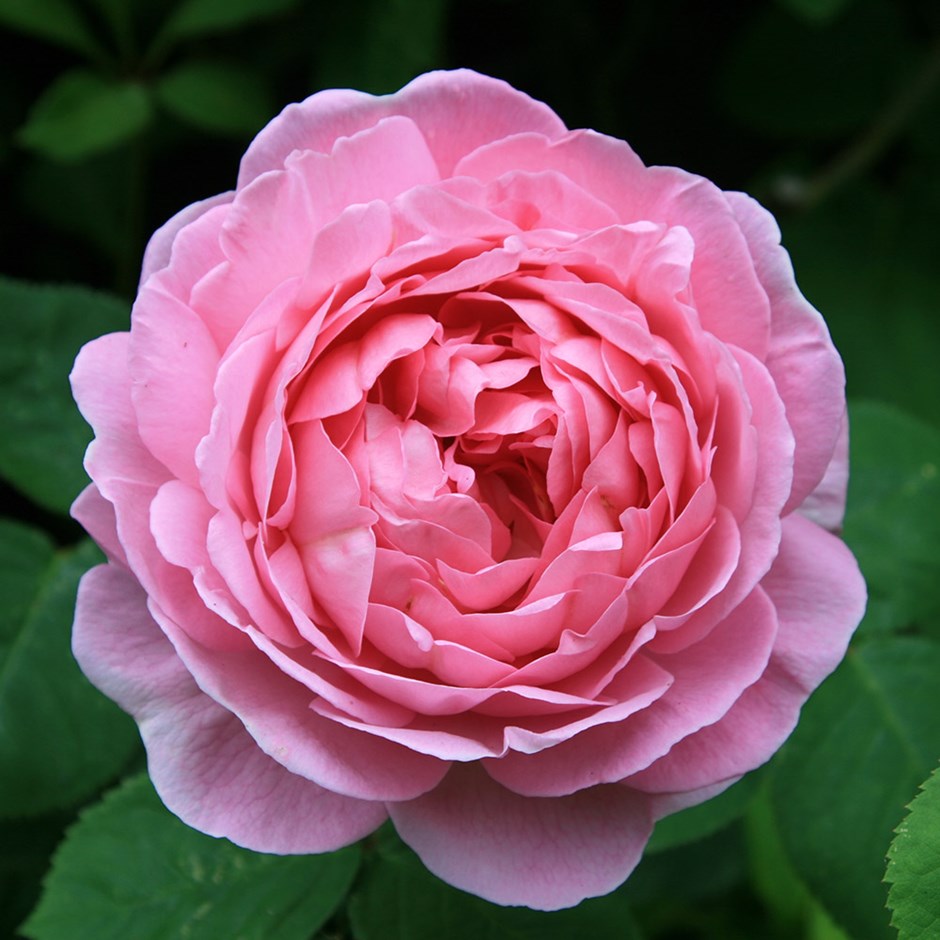 Constance Rose Seedlings Flower Seeds Perennial Growing Bonsai Corms Tubers Potted Planting Reblooming Fragrant Garden Roots Rhizomes Species Blooms Plant Bulbs Gardening Tree