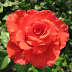 Frigate Climbing Rose Seedlings Flower Seeds Perennial Growing Bonsai Corms Tubers Potted Planting Reblooming Fragrant Garden Roots Rhizomes Species Blooms Plant Bulbs Gardening Tree - Seedsplant