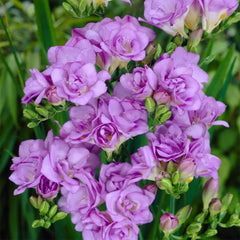Lavender Freesia Bulbs Growing Bonsai Roots Rhizomes Corms Tubers Potted Planting Reblooming Fragrant Garden Species Blooms Flower Seeds Plant Gardening