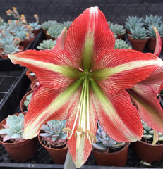 Cherry Crush Amaryllis Hippeastrum Blooms Species Growing Bonsai Bulbs Roots Rhizomes Corms Tubers Potted Planting Reblooming Fragrant Garden Flower Seeds Plant  Size 12-16cm