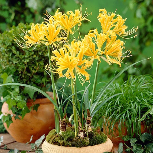 bonsai spider plant Gold Lycoris Radiata Yellow Spider Lily Bulbs Hurricane Cluster Amayllis Growing Bonsai Roots Rhizomes Corms Tubers Potted Planting Reblooming Fragrant Garden Species Blooms Flower Seeds Plant Gardening