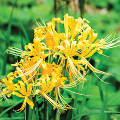 Gold Lycoris Radiata Yellow Spider Lily Bulbs Hurricane Cluster Amayllis Growing Bonsai Roots Rhizomes Corms Tubers Potted Planting Reblooming Fragrant Garden Species Blooms Flower Seeds Plant Gardening