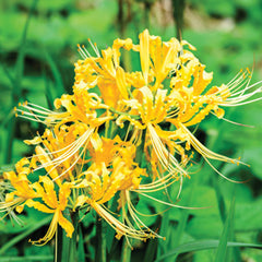 Gold Lycoris Spider Lilies Bulbs Radiata Hurricane Lily Cluster Amayllis Growing Bonsai Roots Rhizomes Corms Tubers Potted Planting Reblooming Fragrant Garden Species Blooms Flower Seeds Plant Gardening