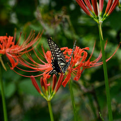 Lycoris Radiata Red Spider Lily Bulbs Hurricane Lily Cluster Amayllis Growing Bonsai Roots Rhizomes Corms Tubers Potted Planting Reblooming Fragrant Garden Species Blooms Flower Seeds Plant Gardening