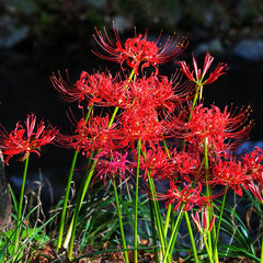 Lycoris Radiata Red Spider Lily Bulbs Hurricane Lily Cluster Amayllis Growing Bonsai Roots Rhizomes Corms Tubers Potted Planting Reblooming Fragrant Garden Species Blooms Flower Seeds Plant Gardening