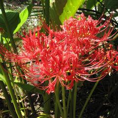Lycoris Radiata Red Spider Lily Bulbs Hurricane Lily Cluster Amayllis Growing Bonsai Roots Rhizomes Corms Tubers Potted Planting Reblooming Fragrant Garden Species Blooms Flower Seeds Plant Gardening
