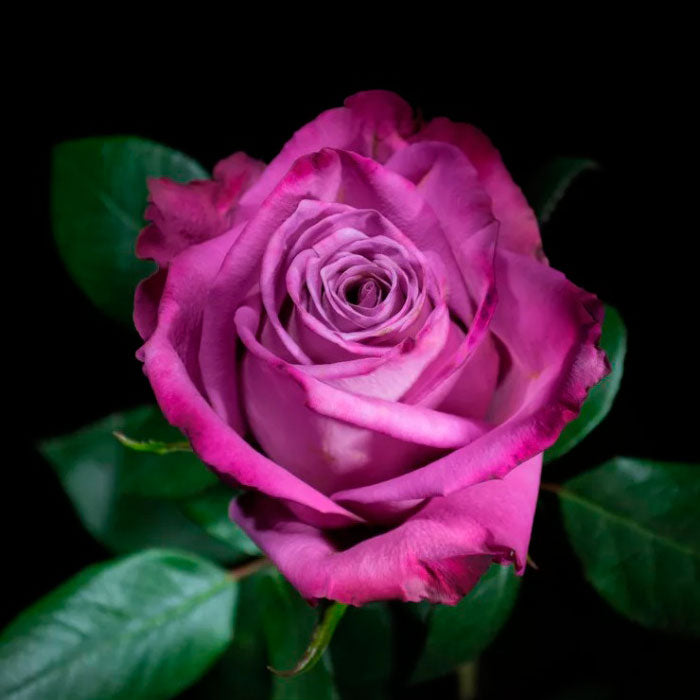 Modi Rose Seedlings Flower Seeds Perennial Growing Bonsai Corms Tubers Potted Planting Reblooming Fragrant Garden Roots Rhizomes Species Blooms Plant Bulbs Gardening Tree
