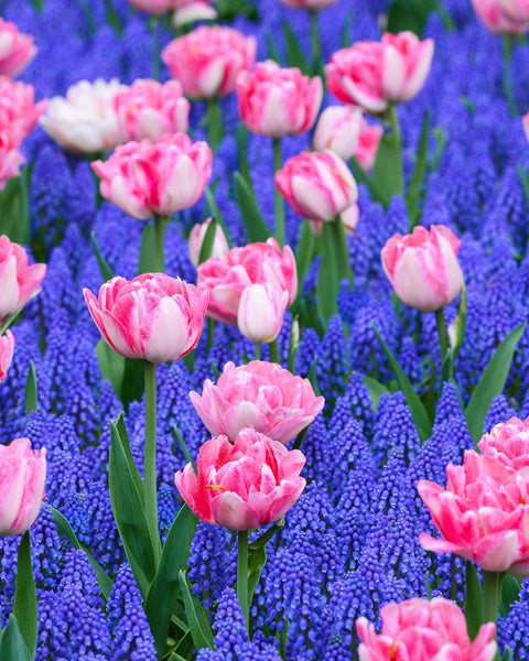 Collection  Magenta Grape Hyacinth Magic Bulbs Blooms Species Growing Bonsai Roots Rhizomes Corms Tubers Potted Planting Reblooming Fragrant Garden Flower Seeds Plant Gardening