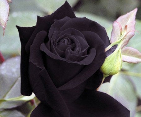Purple Black Rose Seedlings Flower Seeds Perennial Growing Bonsai Corms Tubers Potted Planting Reblooming Fragrant Garden Roots Rhizomes Species Blooms Plant Bulbs Gardening Tree - Seedsplant