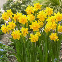 Tete Boucle Miniature Double Daffodil Narcissus Bulbs Blooms Species Growing Bonsai Roots Rhizomes Corms Tubers Potted Planting Reblooming Fragrant Garden Flower Seeds Plant - Seedsplant