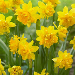 Tete Boucle Miniature Double Daffodil Narcissus Bulbs Blooms Species Growing Bonsai Roots Rhizomes Corms Tubers Potted Planting Reblooming Fragrant Garden Flower Seeds Plant - Seedsplant