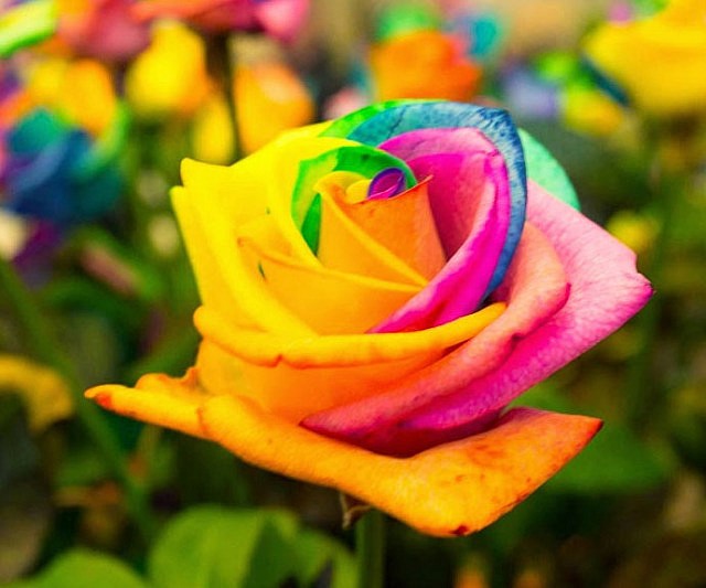 Rainbow Rose Seedlings Flower Seeds Perennial Growing Bonsai Corms Tubers Potted Planting Reblooming Fragrant Garden Roots Rhizomes Species Blooms Plant Bulbs Gardening Tree - Seedsplant