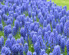 Muscari armeniacum Grape hyacinth Bulbs Blooms Species Growing Bonsai Roots Rhizomes Corms Tubers Potted Planting Reblooming Fragrant Garden Flower Seeds Plant Gardening