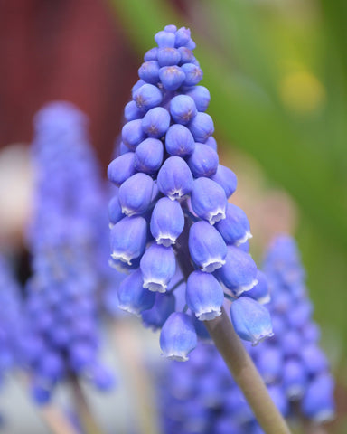 Grape hyacinth Muscari armeniacum Bulbs Blooms Species Growing Bonsai Roots Rhizomes Corms Tubers Potted Planting Reblooming Fragrant Garden Flower Seeds Plant Gardening