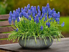 Muscari Armeniacum Grape Hyacinth Bulbs Blooms Species Growing Bonsai Roots Rhizomes Corms Tubers Potted Planting Reblooming Fragrant Garden Flower Seeds Plant Gardening