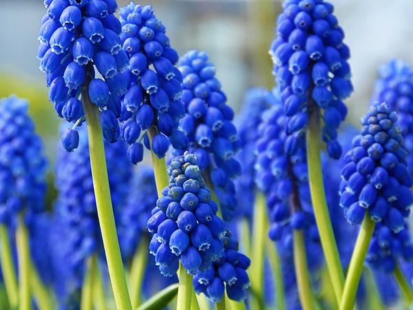 Muscari Armeniacum Grape Hyacinth Bulbs Blooms Species Growing Bonsai Roots Rhizomes Corms Tubers Potted Planting Reblooming Fragrant Garden Flower Seeds Plant Gardening