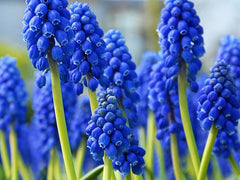 Muscari Armeniacum Grape Hyacinth Bulbs Blooms Species Growing Bonsai Roots Rhizomes Corms Tubers Potted Planting Reblooming Fragrant Garden Flower Seeds Plant Gardening