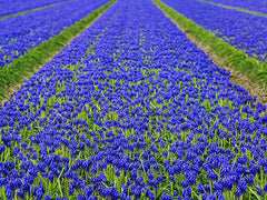 Muscari Armeniacum Grape Hyacinth Bulbs Blooms Species Growing Bonsai Roots Rhizomes Corms Tubers Potted Planting Reblooming Fragrant Garden Flower Seeds Plant Gardening