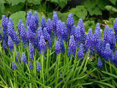 Muscari Armeniacum Grape Hyacinth Bulbs Blooms Species Growing Bonsai Roots Rhizomes Corms Tubers Potted Planting Reblooming Fragrant Garden Flower Seeds Plant Gardening