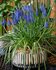 Muscari armeniacum Grape hyacinth Bulbs Blooms Species Growing Bonsai Roots Rhizomes Corms Tubers Potted Planting Reblooming Fragrant Garden Flower Seeds Plant Gardening