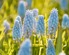 Muscari 'Baby's Breath Bulbs Grape hyacinth Blooms Species Growing Bonsai Roots Rhizomes Corms Tubers Potted Planting Reblooming Fragrant Garden Flower Seeds Plant Gardening