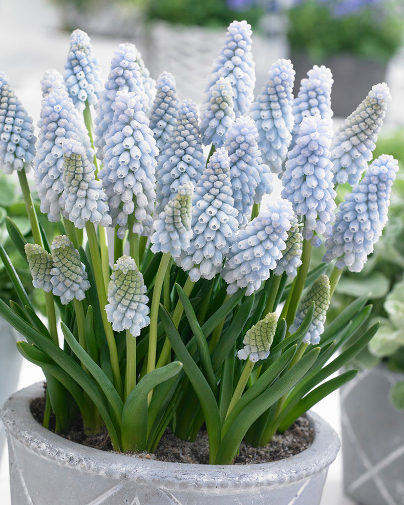 planting grape hyacinth seeds Muscari 'Baby's Breath Bulbs Grape hyacinth Blooms Species Growing Bonsai Roots Rhizomes Corms Tubers Potted Planting Reblooming Fragrant Garden Flower Seeds Plant Gardening