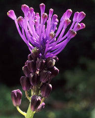 Muscari comosum Tassel grape hyacinth Bulbs Blooms Species Growing Bonsai Roots Rhizomes Corms Tubers Potted Planting Reblooming Fragrant Garden Flower Seeds Plant Gardening