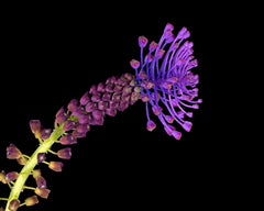 Muscari comosum Tassel grape hyacinth Bulbs Blooms Species Growing Bonsai Roots Rhizomes Corms Tubers Potted Planting Reblooming Fragrant Garden Flower Seeds Plant Gardening