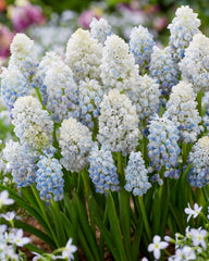 Double grape hyacinth Muscari Nature's Beauty Bulbs Blooms Species Growing Bonsai Roots Rhizomes Corms Tubers Potted Planting Reblooming Fragrant Garden Flower Seeds Plant Gardening