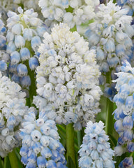 Double grape hyacinth Muscari Nature's Beauty Bulbs Blooms Species Growing Bonsai Roots Rhizomes Corms Tubers Potted Planting Reblooming Fragrant Garden Flower Seeds Plant Gardening