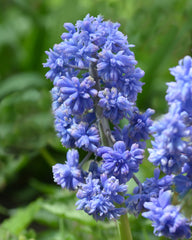 Double grape hyacinth Muscari Fantasy Creation Bulbs Blooms Species Growing Bonsai Roots Rhizomes Corms Tubers Potted Planting Reblooming Fragrant Garden Flower Seeds Plant Gardening