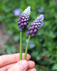 Muscari Grape Ice Grape hyacinth Bulbs Blooms Species Growing Bonsai Roots Rhizomes Corms Tubers Potted Planting Reblooming Fragrant Garden Flower Seeds Plant Gardening - Seedsplant