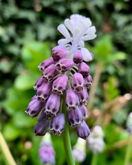 Muscari Grape Ice Grape hyacinth Bulbs Blooms Species Growing Bonsai Roots Rhizomes Corms Tubers Potted Planting Reblooming Fragrant Garden Flower Seeds Plant Gardening - Seedsplant