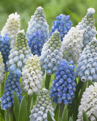 Muscari collection Grapevine Mixed grape hyacinths Bulbs Blooms Species Growing Bonsai Roots Rhizomes Corms Tubers Potted Planting Reblooming Fragrant Garden Flower Seeds Plant Gardening