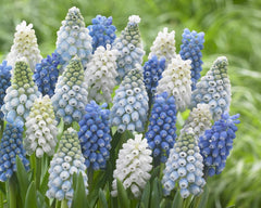 Muscari collection Grapevine Mixed grape hyacinths Bulbs Blooms Species Growing Bonsai Roots Rhizomes Corms Tubers Potted Planting Reblooming Fragrant Garden Flower Seeds Plant Gardening