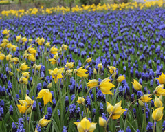 Muscari latifolium Grape hyacinth Bulbs Blooms Species Growing Bonsai Roots Rhizomes Corms Tubers Potted Planting Reblooming Fragrant Garden Flower Seeds Plant Gardening