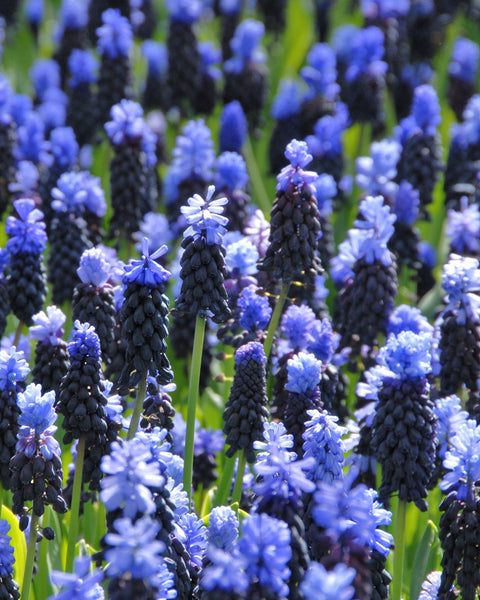 Muscari latifolium Grape hyacinth Bulbs Blooms Species Growing Bonsai Roots Rhizomes Corms Tubers Potted Planting Reblooming Fragrant Garden Flower Seeds Plant Gardening