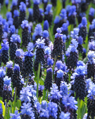 Muscari latifolium Grape hyacinth Bulbs Blooms Species Growing Bonsai Roots Rhizomes Corms Tubers Potted Planting Reblooming Fragrant Garden Flower Seeds Plant Gardening
