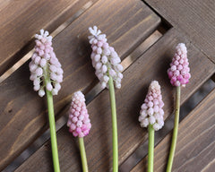 Muscari Pink Sunrise Grape  hyacinth Bulbs Blooms Species Growing Bonsai Roots Rhizomes Corms Tubers Potted Planting Reblooming Fragrant Garden Flower Seeds Plant Gardening