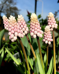 Muscari Pink Sunrise Grape  hyacinth Bulbs Blooms Species Growing Bonsai Roots Rhizomes Corms Tubers Potted Planting Reblooming Fragrant Garden Flower Seeds Plant Gardening