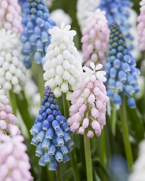 Mixed grape hyacinths Sommelier Muscari collection Bulbs Blooms Species Growing Bonsai Roots Rhizomes Corms Tubers Potted Planting Reblooming Fragrant Garden Flower Seeds Plant Gardening
