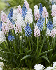 Mixed grape hyacinths Sommelier Muscari collection Bulbs Blooms Species Growing Bonsai Roots Rhizomes Corms Tubers Potted Planting Reblooming Fragrant Garden Flower Seeds Plant Gardening