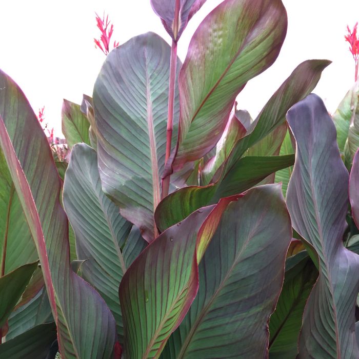 Musifolia Canna Bulbs Perennial Growing Bonsai Roots Rhizomes Corms Tubers Potted Planting Reblooming Fragrant Garden Species Blooms Flower Seeds Plant Gardening