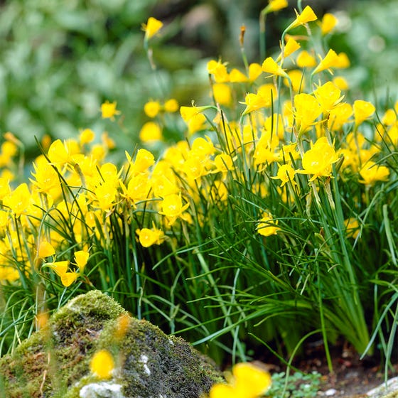 Golden Bells Daffodil Mixture Narcissus Bulbs Blooms Species Growing Bonsai Roots Rhizomes Corms Tubers Potted Planting Reblooming Fragrant Garden Flower Seeds Plant