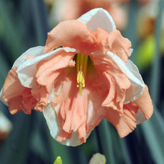 Apricot Whirl Butterfly Daffodil Narcissus Bulbs Blooms Species Growing Bonsai Roots Rhizomes Corms Tubers Potted Planting Reblooming Fragrant Garden Flower Seeds Plant