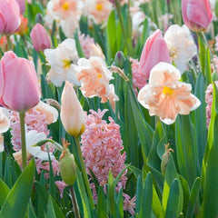 Apricot Whirl Butterfly Daffodil Narcissus Bulbs Blooms Species Growing Bonsai Roots Rhizomes Corms Tubers Potted Planting Reblooming Fragrant Garden Flower Seeds Plant