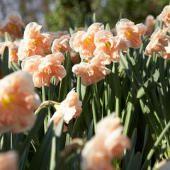 Apricot Whirl Butterfly Daffodil Narcissus Bulbs Blooms Species Growing Bonsai Roots Rhizomes Corms Tubers Potted Planting Reblooming Fragrant Garden Flower Seeds Plant