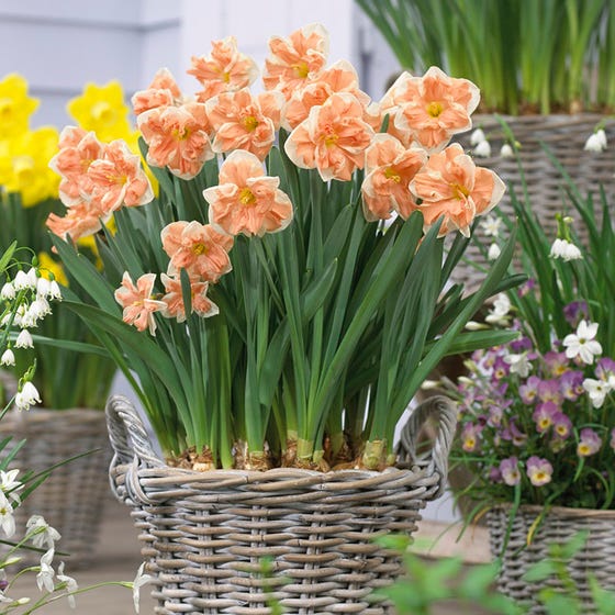 Apricot Whirl Butterfly Daffodil Narcissus Bulbs Blooms Species Growing Bonsai Roots Rhizomes Corms Tubers Potted Planting Reblooming Fragrant Garden Flower Seeds Plant